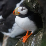 Horned Puffin on cliff