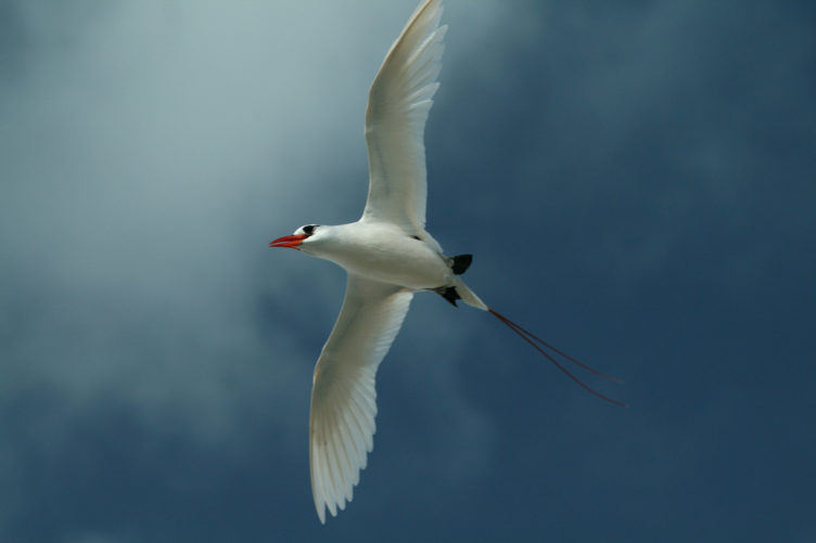 Red tailed Tropicbird