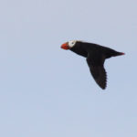 Tufted Puffin Flies