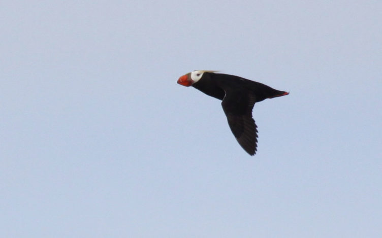 Tufted Puffin Flies
