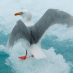 glaucous gull on ice