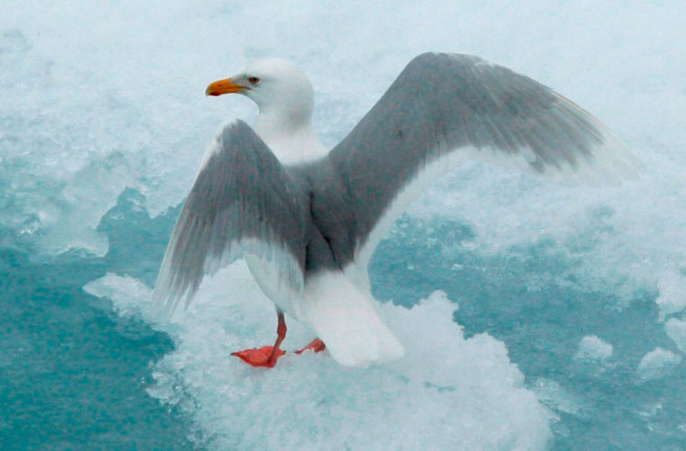 glaucous gull on ice