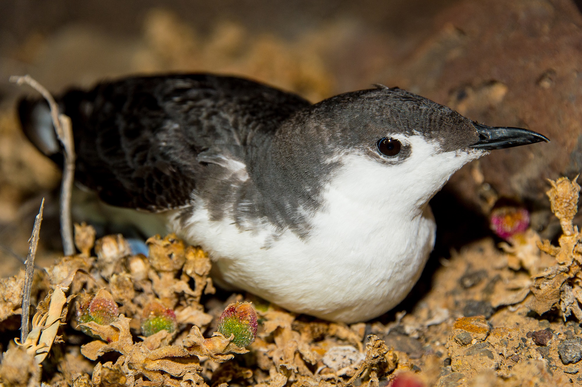 Guadalupe Murrelet on Guadalupe Islands