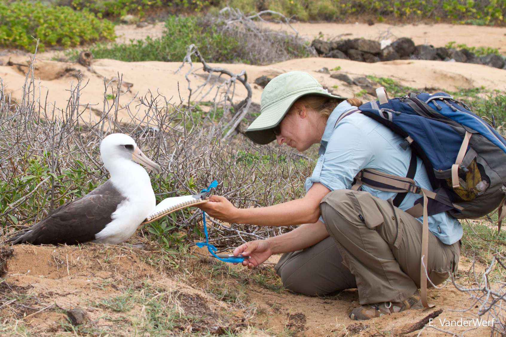 Dr. Lindsay Young, Laysan Albatross