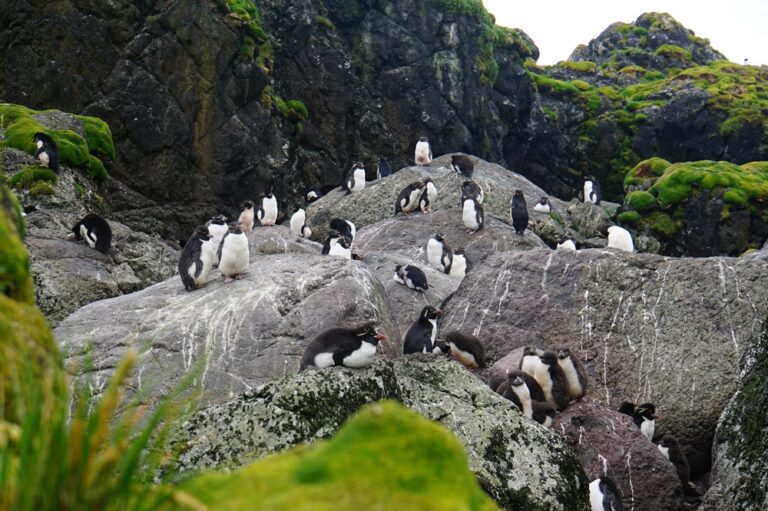 Assessing the risk: identifying seabirds and seals most at risk from climate change