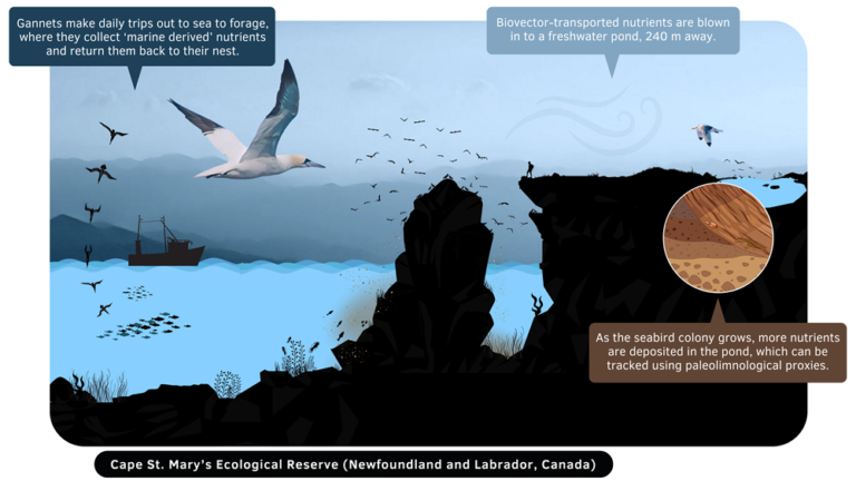 Tracking seabird colonies through paleolimnology