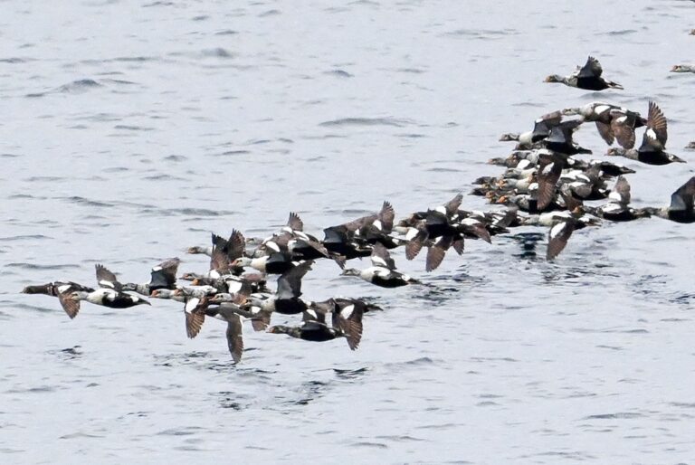 King Eider migration in the Chukchi Sea — July 23–25, 2023