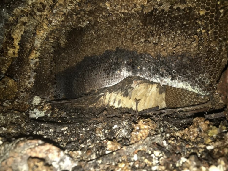 The impact of feral honey bees on endangered seabirds in theHawaiian Islands