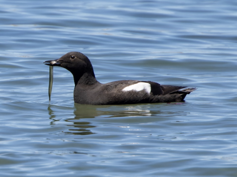Birds with Fish: Studying the diets of Oregon’s coastal birds alongside community scientists