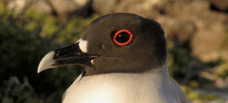 The Owl Gull: Swallow-tailed Gulls’ Exclusive Nocturnal Foraging