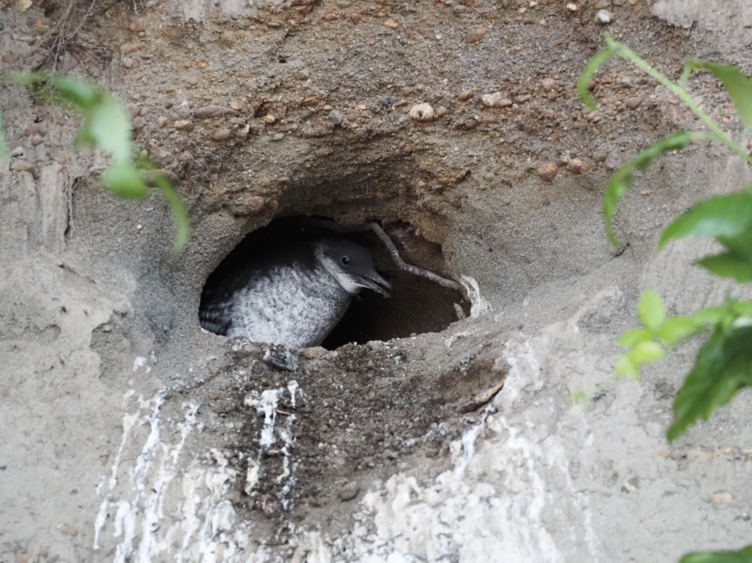 Pigeon Guillemot chick preparing to fledge its nest.