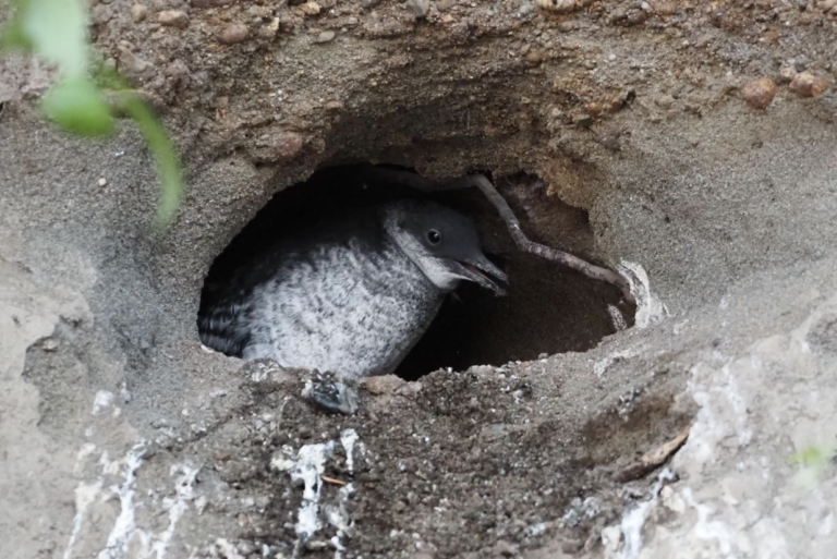 An eyewitness account of two Pigeon Guillemots (Cepphus columba) chicks fledging from their nest