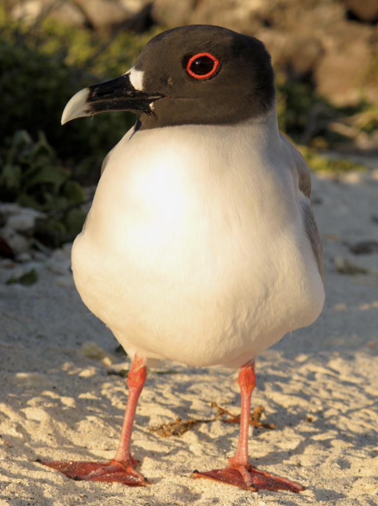Swallow-tailed Gull