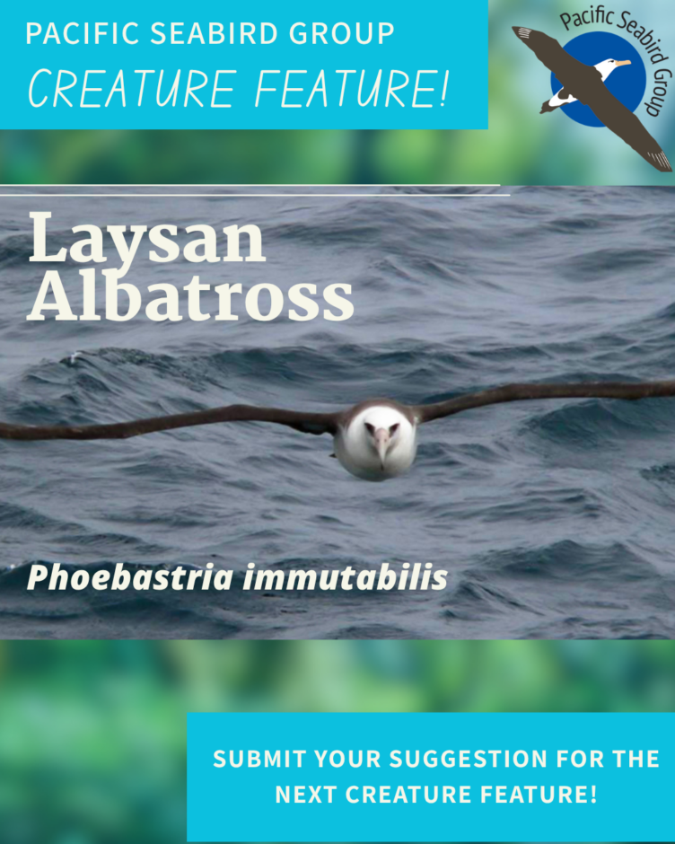 PSG Creature Feature: Laysan Albatross