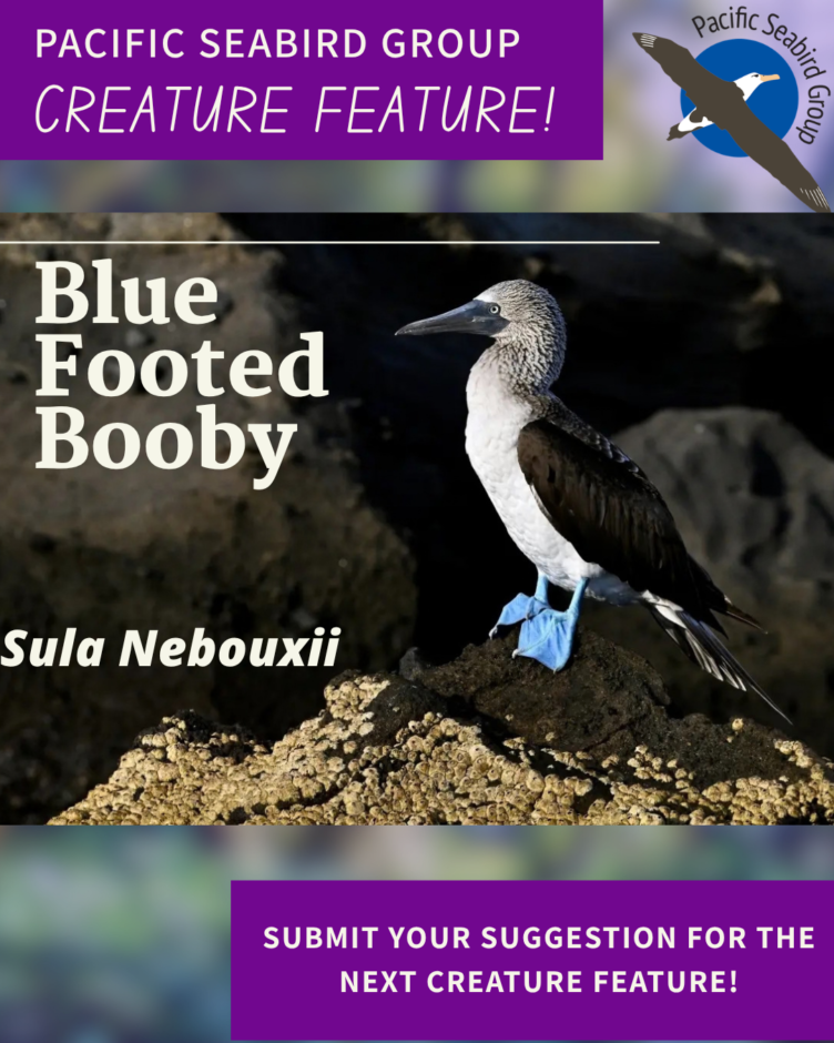 Photo Credit: Photo credit- Blue-footed Booby (Sula nebouxii), David Jonathan Cohen, Copyrighted, All Rights Reserved - Used by Permission, https://www.fws.gov/media/blue-footed-booby-sula-nebouxii-0